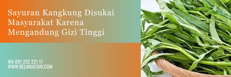 kangkung bika, benih kangkung bika, harga benih kangkung bika, harga bibit kangkung, Belanja Tani