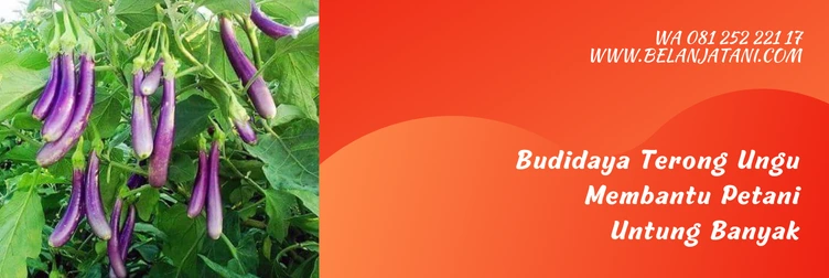terong lezata, benih terong lezata, harga bibit terong lezata, budidaya terong lezata f1, Belanja Tani