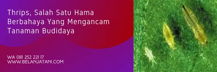 daftar insektisida sistemik untuk trips, obat trips paling ampuh, insektisida trips paling ampuh, contoh insektisida sistemik, Belanja Tani