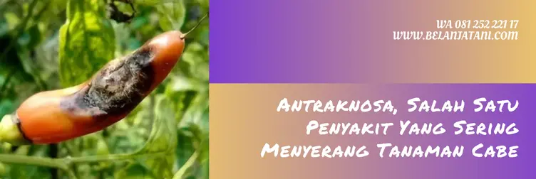 obat antraknosa cabe, obat antraknosa paling ampuh, obat patek cabai, fungisida untuk antraknosa cabai, Belanja Tani