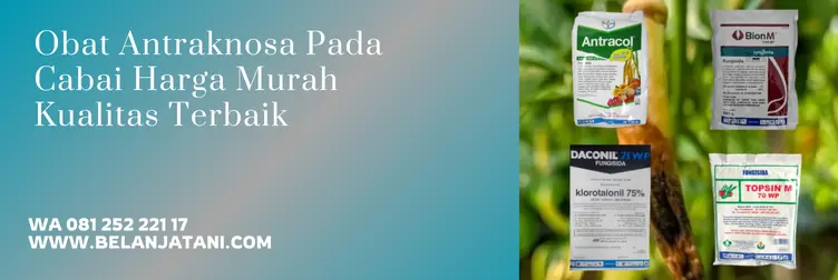 obat antraknosa cabe, obat antraknosa paling ampuh, obat patek cabai, fungisida untuk antraknosa cabai, Belanja Tani