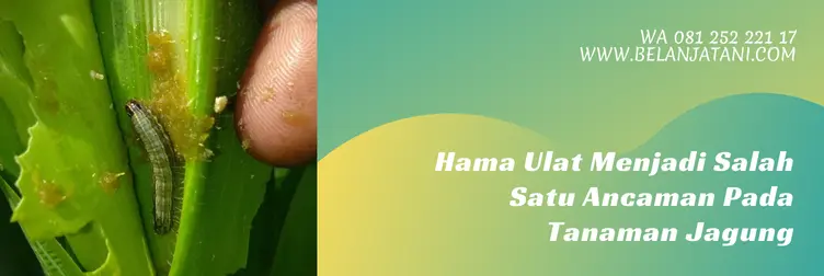 merk obat ulat jagung, obat ulat jagung paling ampuh, harga obat ulat jagung paling ampuh, insektisida ulat jagung, Belanja Tani