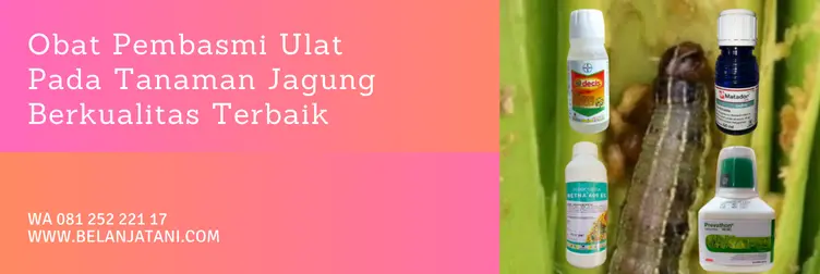merk obat ulat jagung, obat ulat jagung paling ampuh, harga obat ulat jagung paling ampuh, insektisida ulat jagung, Belanja Tani