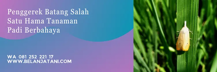 insektisida penggerek batang padi, hama penggerek batang, obat penggerek batang padi paling ampuh, insektisida yang ampuh untuk penggerek batang padi, Belanja Tani