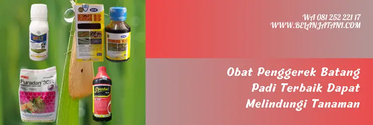 insektisida penggerek batang padi, hama penggerek batang, obat penggerek batang padi paling ampuh, insektisida yang ampuh untuk penggerek batang padi, Belanja Tani