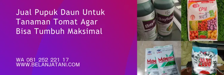 pupuk daun tomat, pupuk untuk daun, pupuk tanaman tomat, pupuk untuk tomat, Belanja Tani