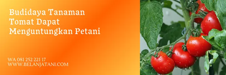 pupuk daun tomat, pupuk untuk daun, pupuk tanaman tomat, pupuk untuk tomat, Belanja Tani