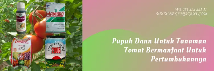 pupuk daun tomat, pupuk untuk daun, pupuk tanaman tomat, pupuk untuk tomat, Belanja Tani