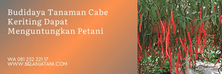 bibit cabe keriting unggul, bibit cabe keriting f1, bibit cabe keriting yang bagus, bibit cabe yang bagus, Belanja Tani