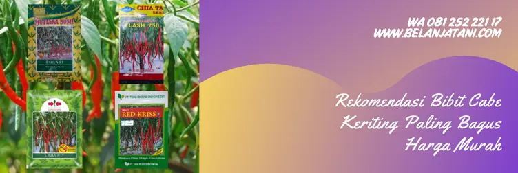 bibit cabe keriting unggul, bibit cabe keriting f1, bibit cabe keriting yang bagus, bibit cabe yang bagus, Belanja Tani