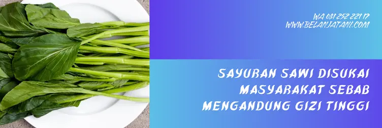 sawi tosakan, bibit sawi tosakan, harga benih sawi, harga bibit sawi, Belanja Tani