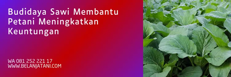 sawi tosakan, bibit sawi tosakan, harga benih sawi, harga bibit sawi, Belanja Tani