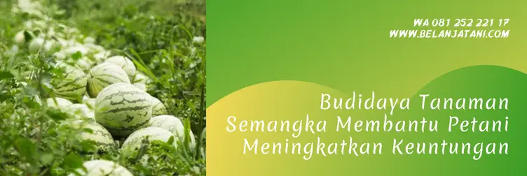 semangka bali flower, bibit semangka bali flower, harga benih semangka, benih semangka terbaik, Belanja Tani