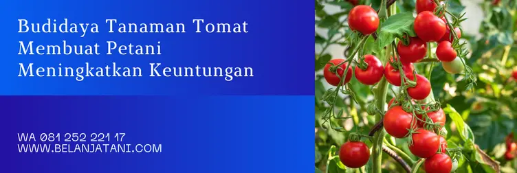 tomat betavila, bibit tomat betavila, harga bibit tomat betavila, tomat betavila f1, Belanja Tani