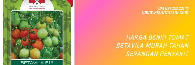 tomat betavila, bibit tomat betavila, harga bibit tomat betavila, tomat betavila f1, Belanja Tani