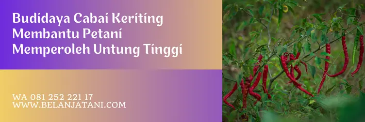 cabe keriting tm thunder, keunggulan tm thunder 99, cabai tm thunder 99, harga bibit cabe keriting, Belanja Tani
