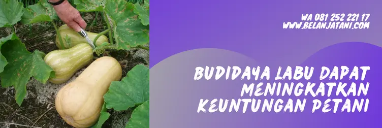 labu madu f1, harga labu madu, harga benih labu madu, bibit labu madu panah merah, Belanja Tani