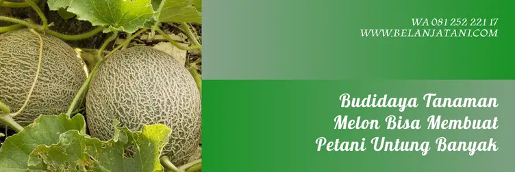 melon merlin, harga bibit melon merlin, harga benih melon merlin f1, benih melon merlin f1, Belanja Tani