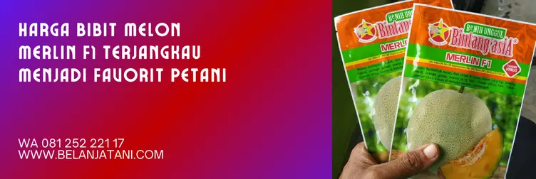 Jual Harga Bibit Melon Merlin F1 Terjangkau Hasil Panen Tinggi | Belanja Tani melon merlin, harga bibit melon merlin, harga benih melon merlin f1, benih melon merlin f1, Belanja Tani