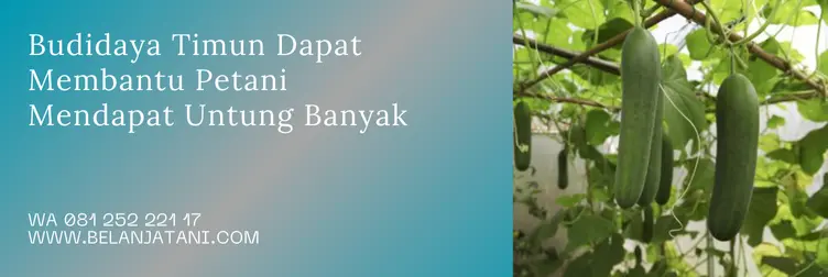 bibit timun batara f1, timun batara, harga bibit timun, benih timun batara, Belanja Tani