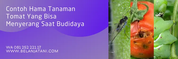 insektisida untuk tomat, obat hama tomat, insektisida terbaik, insektisida tomat, Belanja Tani