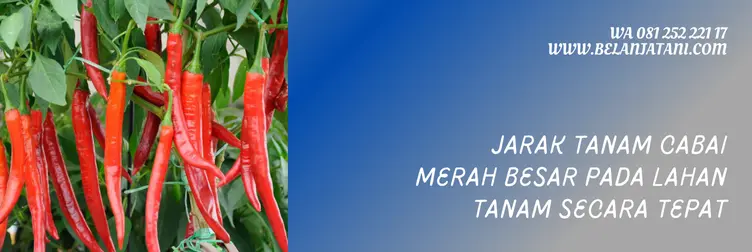 jarak tanam cabe merah, jarak tanam cabe merah besar, jarak tanam cabe besar, cabe merah besar, Belanja Tani