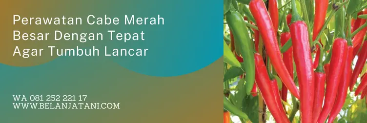Jual Benih Cabai Merah Besar Kualitas Unggul Harga Terjangkau | Belanja Tani jarak tanam cabe merah, jarak tanam cabe merah besar, jarak tanam cabe besar, cabe merah besar, Belanja Tani