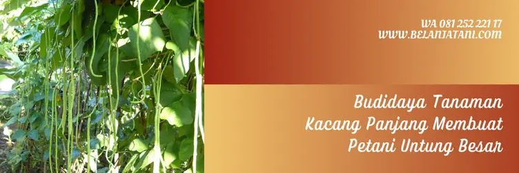 umur kacang panjang siap panen, umur kacang panjang, cara panen kacang panjang, umur panen kacang panjang, Belanja Tani