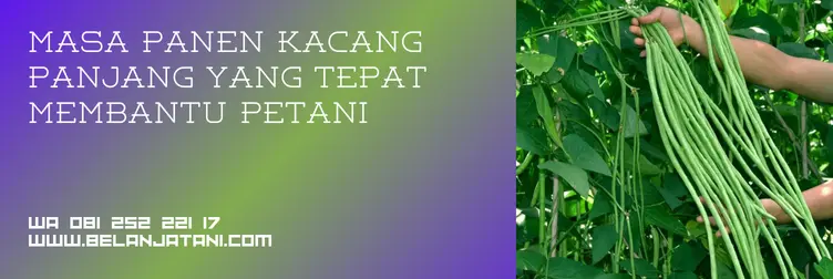 umur kacang panjang siap panen, umur kacang panjang, cara panen kacang panjang, umur panen kacang panjang, Belanja Tani
