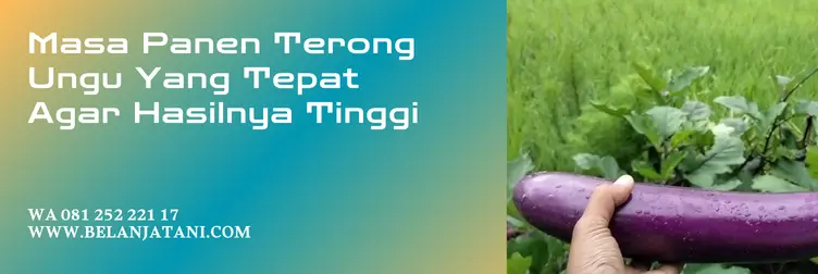 tanaman terong ungu, umur tanaman terong, masa panen terong, panen terong ungu, Belanja Tani