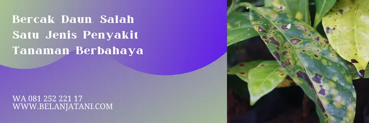 obat bercak daun, bahan aktif untuk bercak daun, penyakit bercak daun, obat untuk bercak daun, Belanja Tani