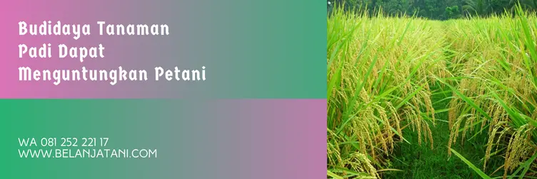 obat blas daun padi, blas pada padi, penyakit blas pada padi, fungisida untuk padi, Belanja Tani