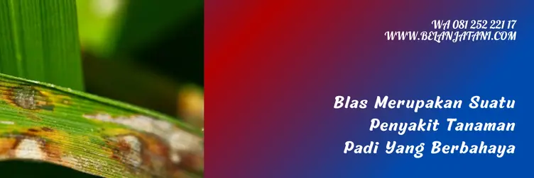 obat blas daun padi, blas pada padi, penyakit blas pada padi, fungisida untuk padi, Belanja Tani