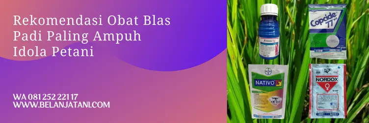 obat blas daun padi, blas pada padi, penyakit blas pada padi, fungisida untuk padi, Belanja Tani