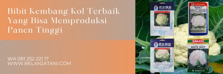 benih kembang kol, tanaman kembang kol, pohon kembang kol, kandungan kembang kol, Belanja Tani