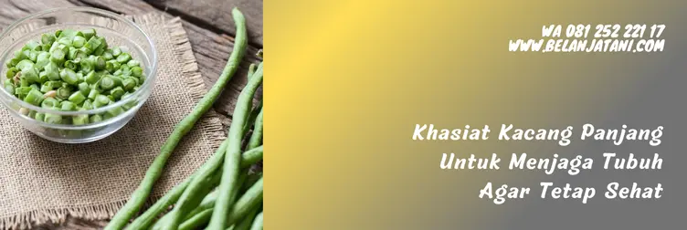 budidaya kacang panjang, kacang panjang pertiwi, jarak tanam kacang panjang pertiwi, cara budidaya tanaman kacang panjang, Belanja Tani