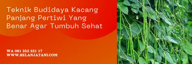 budidaya kacang panjang, kacang panjang pertiwi, jarak tanam kacang panjang pertiwi, cara budidaya tanaman kacang panjang, Belanja Tani