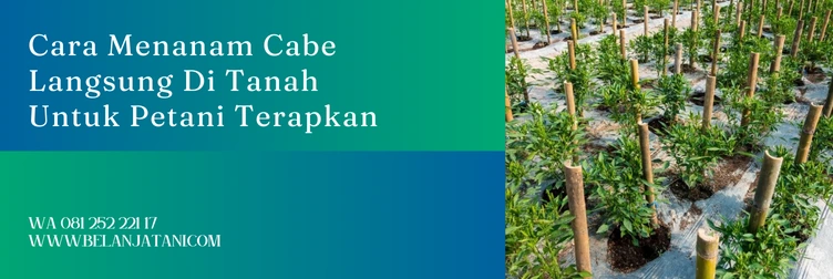 langkah langkah menanam cabe, cara menanam benih cabe, menanam cabe, cara menanam cabe yang benar, Belanja Tani