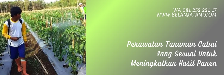 langkah langkah menanam cabe, cara menanam benih cabe, menanam cabe, cara menanam cabe yang benar, Belanja Tani
