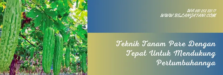 Jual Benih Tanaman Pare Harga Terjangkau Berkualitas Unggul | Belanja Tani cara merawat tanaman pare agar berbuah lebat, cara tanam pare, perawatan tanaman pare, cara perawatan tanaman pare, Belanja Tani