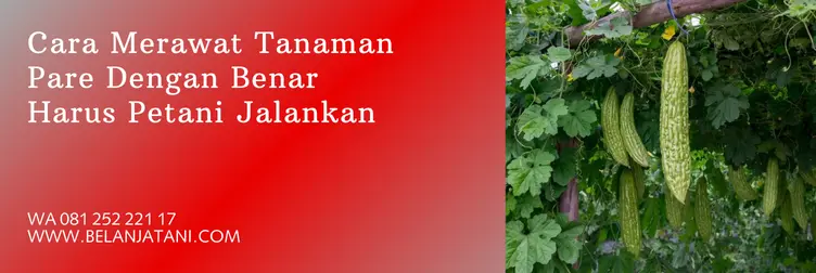 cara merawat tanaman pare agar berbuah lebat, cara tanam pare, perawatan tanaman pare, cara perawatan tanaman pare, Belanja Tani