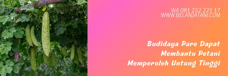 pare raden f1, pare raden, bibit pare, bibit pare yang bagus, Belanja Tani