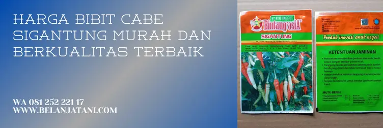benih cabe sigantung, cabe sigantung, harga bibit cabe rawit sigantung, benih cabe rawit terbaik, Belanja Tani