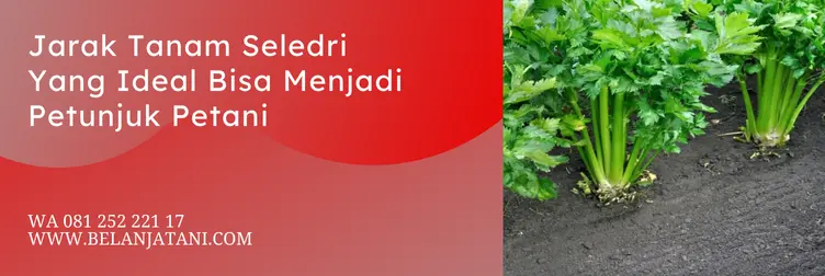 sayuran seledri, cara tanam seledri, cara budidaya seledri, umur panen seledri, Belanja Tani