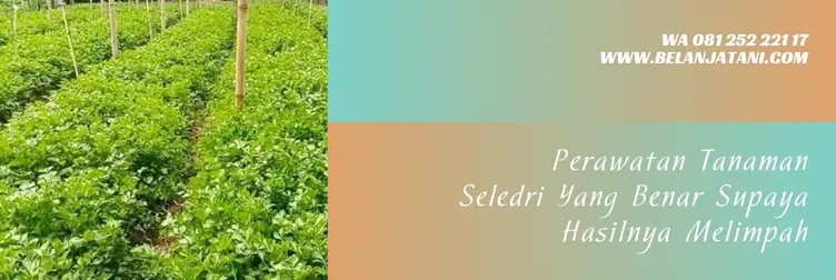 sayuran seledri, cara tanam seledri, cara budidaya seledri, umur panen seledri, Belanja Tani