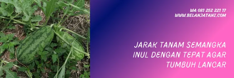 jarak tanam semangka, jarak tanam semangka yang ideal, budidaya semangka, tanaman semangka, Belanja Tani