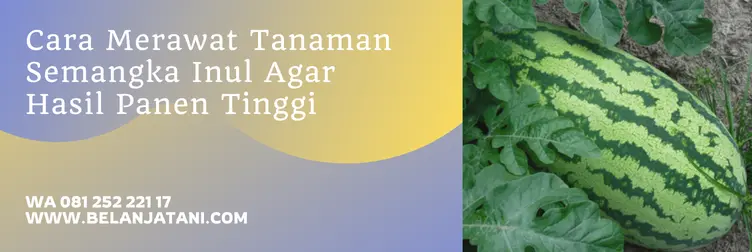 jarak tanam semangka, jarak tanam semangka yang ideal, budidaya semangka, tanaman semangka, Belanja Tani