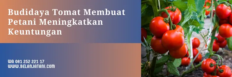 masa panen tomat, usia panen tomat servo, umur panen tomat servo, umur panen tomat, Belanja Tani