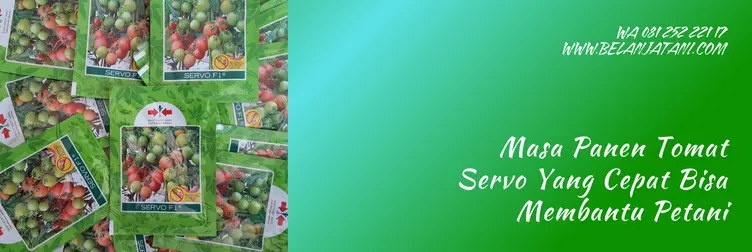 masa panen tomat, usia panen tomat servo, umur panen tomat servo, umur panen tomat, Belanja Tani