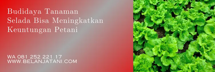 benih selada yang bagus, bibit selada yang bagus, bibit selada, jual bibit selada terdekat, Belanja Tani